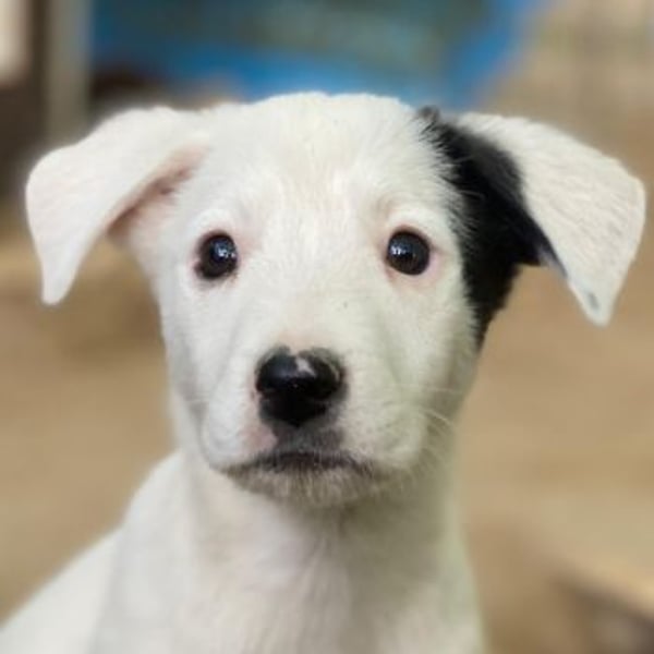 Cherry, geb. ca. 08/2025, lebt in GRIECHENLAND, auf einer privaten Pflegestelle