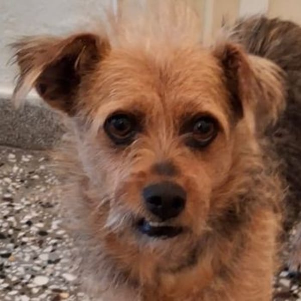 Celina, geb. ca. 10/2017, lebt in GRIECHENLAND, auf einer privaten Pflegestelle