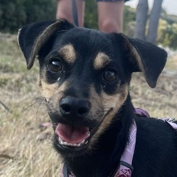 Phil, geb. ca. 12/2024, lebt auf einer Pflegestelle in 53879 Euskirchen, VERMITTLUNGSHILFE