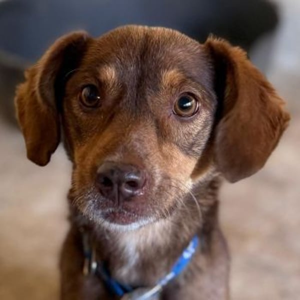 Ruska, geb. ca. 10/2024, lebt in GRIECHENLAND, auf einer privaten Pflegestelle