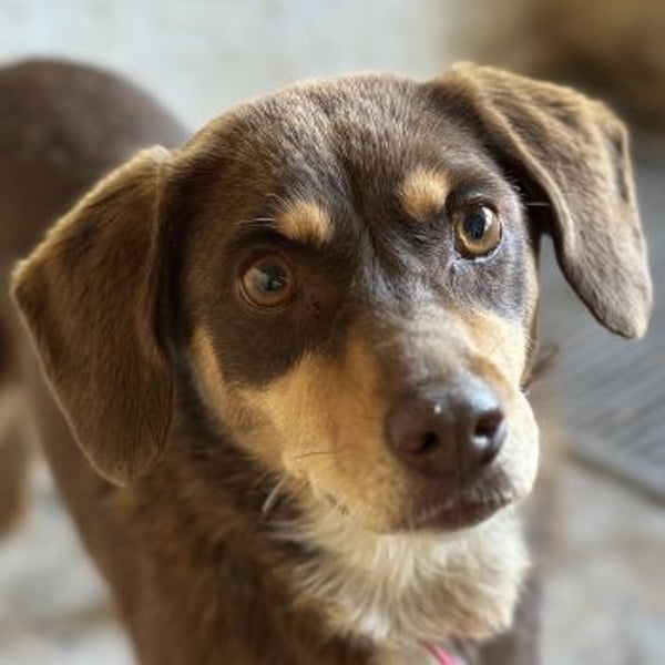 Siena, geb. ca. 10/2024, lebt in GRIECHENLAND, auf einer privaten Pflegestelle