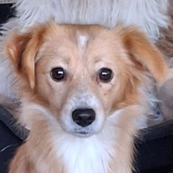 Alani, geb. ca. 05/2024, lebt in GRIECHENLAND, auf einer privaten Pflegestelle