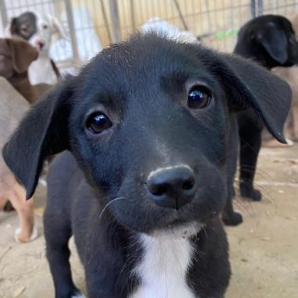 Croissant, geb. ca. 08/2025, lebt in GRIECHENLAND, auf einer privaten Pflegestelle