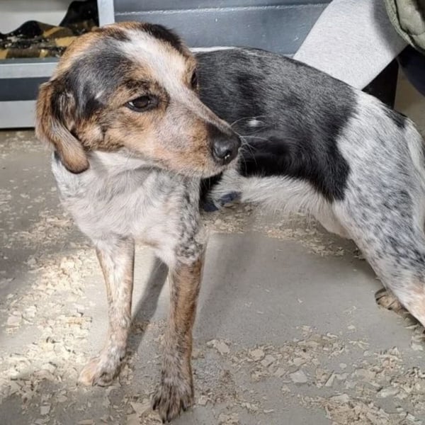 MAISI LEBENSFROHE HÜNDIN