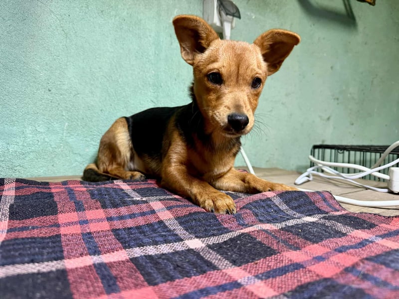 Malna, geboren 10.07.2025, 26cm sucht ihr Glück