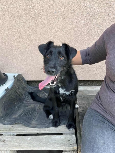 Terka, geboren 01.08.2024, 40cm sucht liebevolles Zuhause