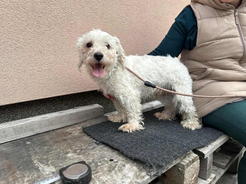 Casper, geboren 19.03.2023, 31cm sucht seine Menschen