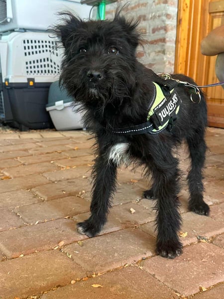 Aramis, geboren 15.04.2025, 37cm sucht sein großes Glück