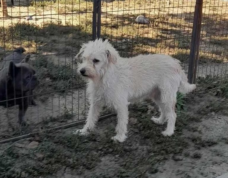 Fredi, 1,5 Jahre, 35cm sucht sein Körbchen