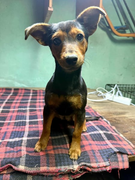 Eper, geboren 10.07.2025, 26cm sucht ihr Zuhause fürs Leben