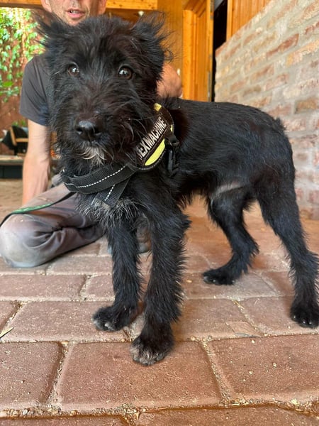 Athos, geboren 15.04.2025, 39cm sucht Geborgenheit