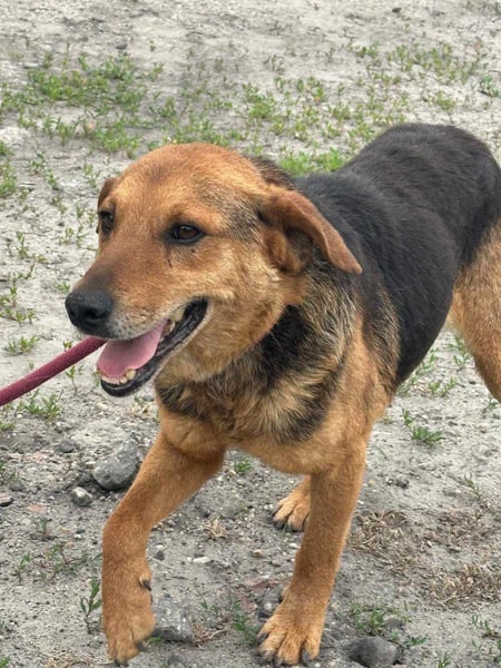 Tobi, geboren 01.04.2020, 40cm sucht sein Körbchen