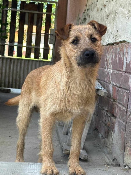 Teddy, 2 Jahre sucht sein Körbchen
