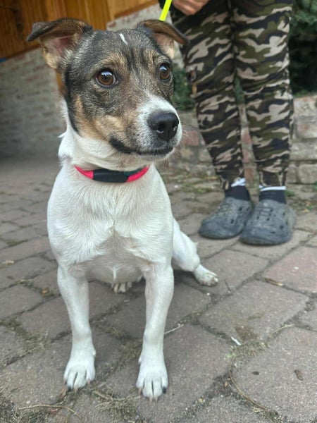 Enzo, geboren 01.10.2021, 35cm sucht sein Zuhause