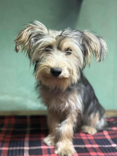 Bolyhos, geboren 10.07.2025, 28cm sucht sein Zuhause