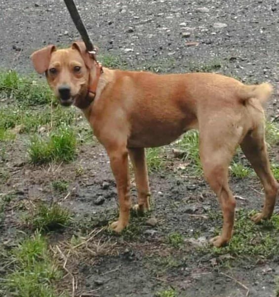 Daisy, geboren 01.01.2025, 37cm sucht ihre Chance