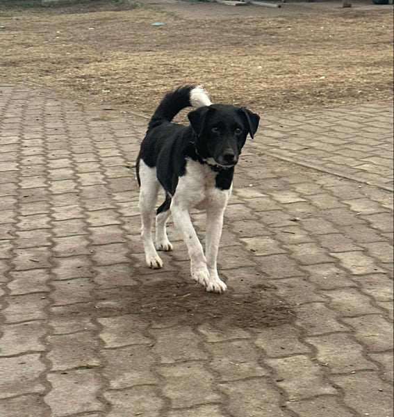 Domino, 2 Jahre, 38cm, wünscht sich ein eigenes Körbchen