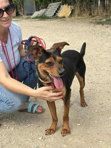 Palco, 2 Jahre, 40cm sucht sein für immer Zuhause