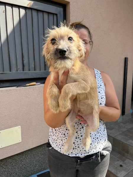 Billy, geboren 20.06.2025, 35cm sucht liebevolles Zuhause fürs Leben