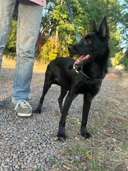 Frutti, geboren 10.12.2024, 41cm sucht ihr Zuhause
