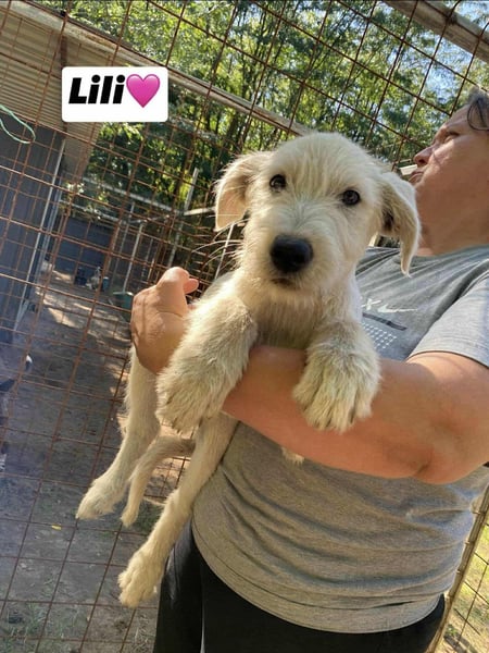 Lili, geboren 17.06.2025, 38cm sucht ihre Chance