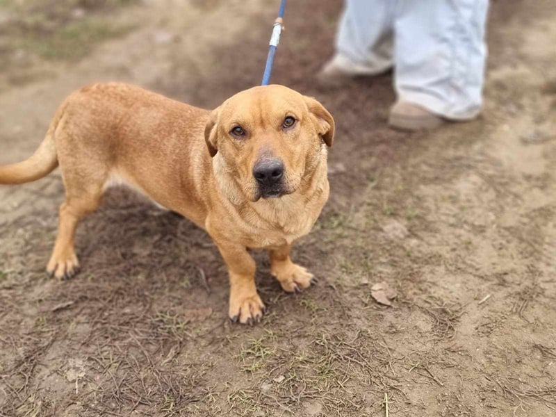 Tino, geb. 03/2023, 35 cm, wünscht sich ein Für-Immer-Zuhause