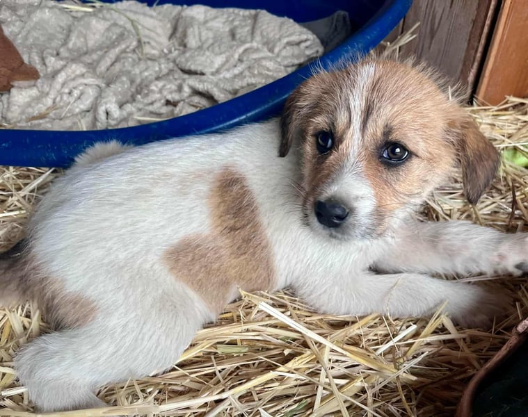 Odett, geboren 28.07.2025, 27cm sucht ihr Zuhause