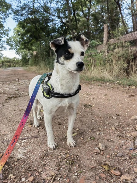 Mezi, geboren 21.05.2023, 35cm sucht ihr Körbchen