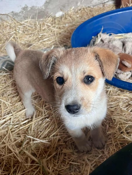 Larabella, geboren 28.07.2025, 30cm sucht ihre Menschen