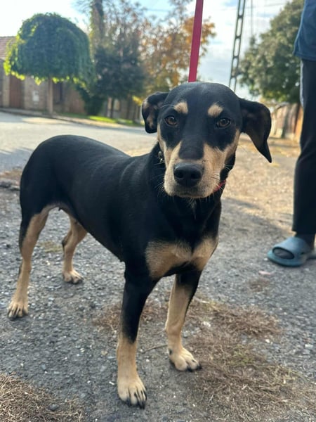 Bella, geboren 05.07.2022, 42cm sucht ihr Zuhause