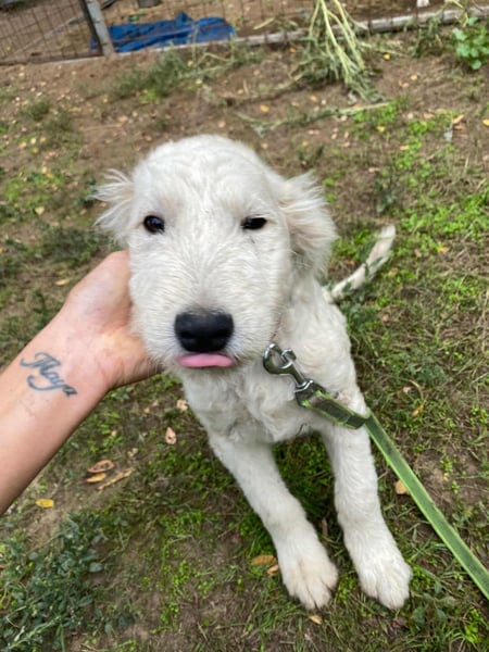Fanny, geboren 17.06.2025, 39cm sucht ihre Menschen