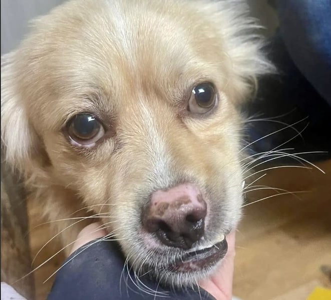 Leo - charmant mit Unterbiss ❤️