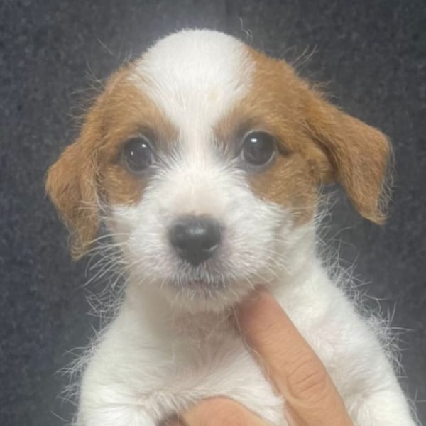 Wer möchte dem kleinen Flou ein Zuhause schenken?