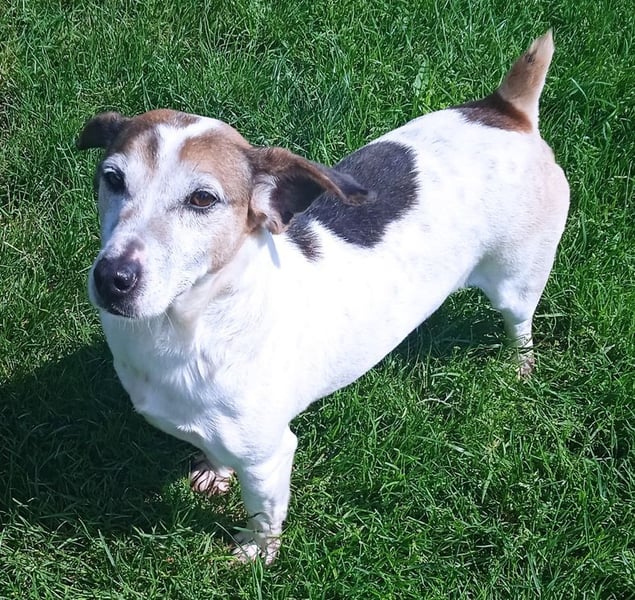 JORDI - lebhafter, unerschrockener und selbstbewusster Jagdhund-Mix sucht erfahrene Menschen