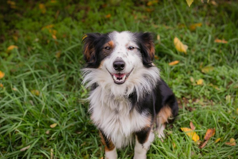 SCHMITTCHEN - der lustige und verspielte Rüde freut sich auf tolle Abenteuer mit seiner Familie