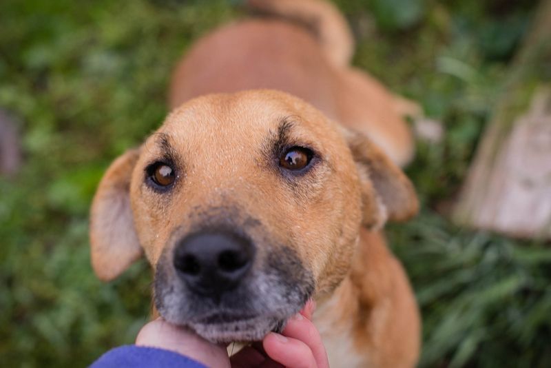 SCOTTY -  ich bin auf der Suche nach einem tollen Zuhause!