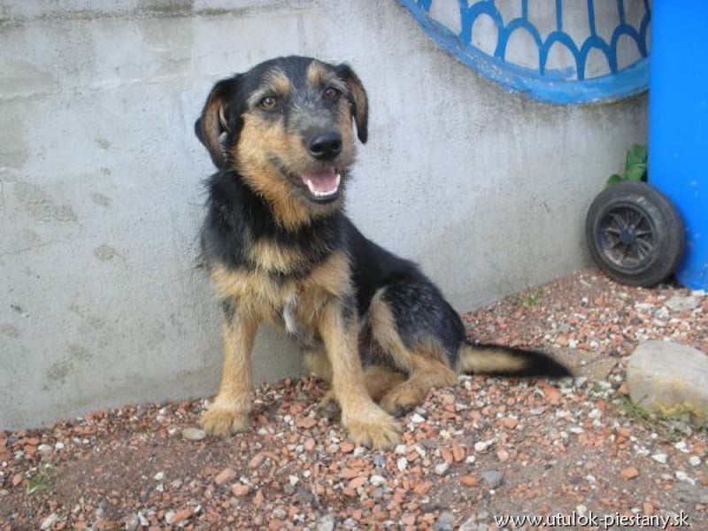 JIMBO - der temperamentvolle Terrier-Mix sucht ein hundeerfahrenes Zuhause