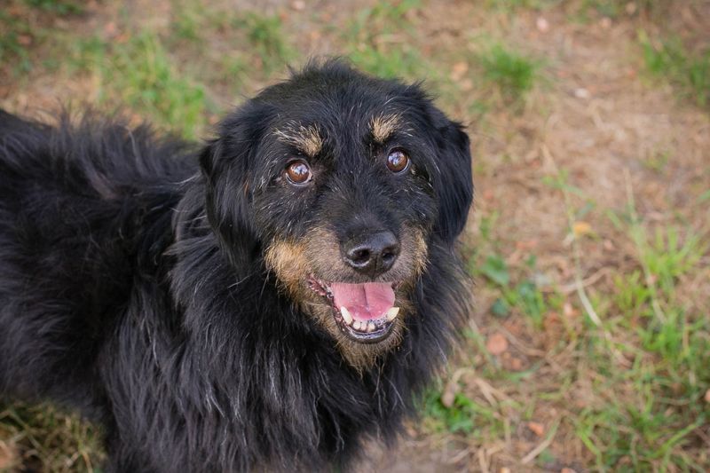 GAUDI - ich möchte so gerne ein richtiger Familienhund sein!
