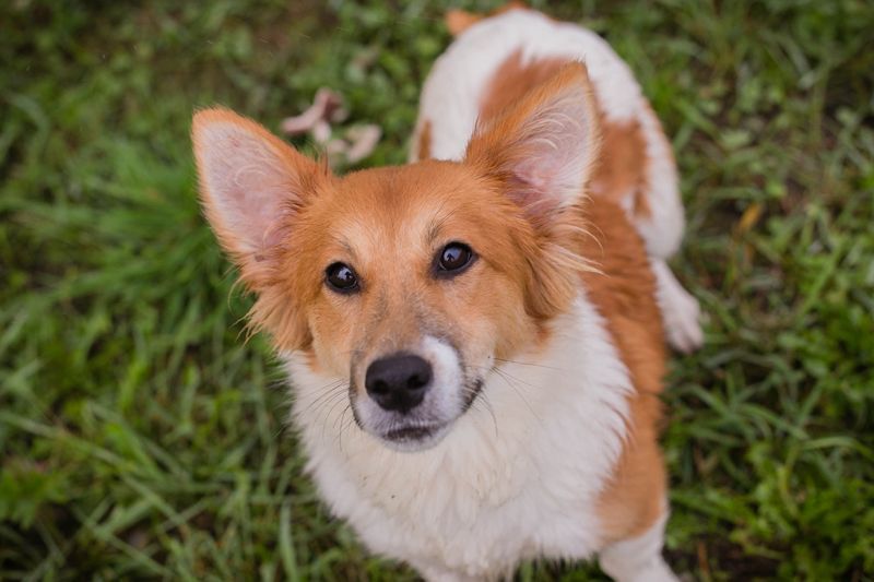 JOCKEL - ich suche ein liebevolles Für-Immer Zuhause, in dem ich geliebt und umsorgt werde...