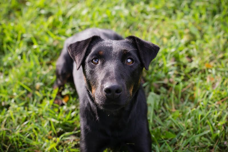 LOUIS - der aktive und neugierige kleine Kerl sucht seine eigene Familie