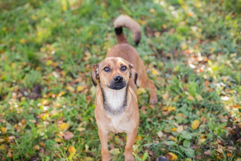 Chip-Nr. 257126  - ich suche einen Namen und am besten auch gleich eine eigene Familie