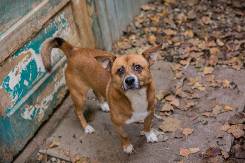 Chip 123494 - ich freue mich auf meine eigene Familie!