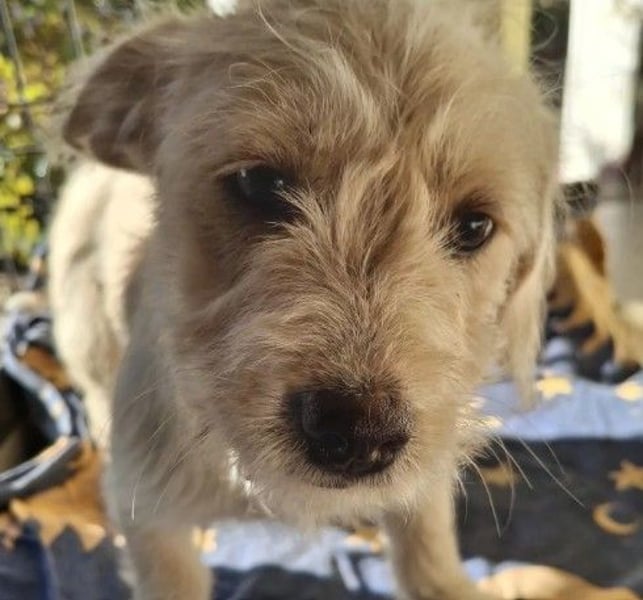 CHERIE - zauberhafte kleine Hündin sucht ihre Menschen
