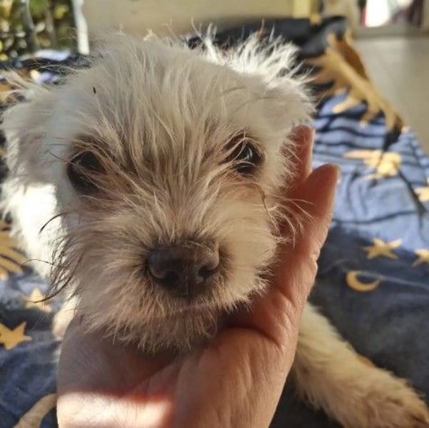 MARSHMALLOW - kleines, süßes Welpenmädchen sucht liebevolles Zuhause