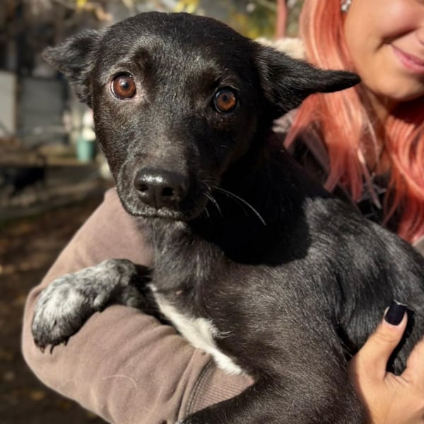 LIKA - menschenbezogene, sanfte Hündin sucht ihre Menschen