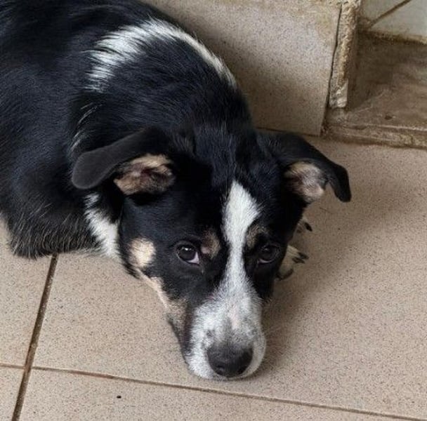 Bezaubernder, kleiner Elliot sucht seine Familie
