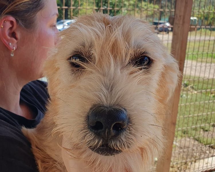 ♥BUFFY♥ zuckersüße, strubbelige Juniorin, die vom Tierheimstress überfordert ist 39 cm (wachsend)