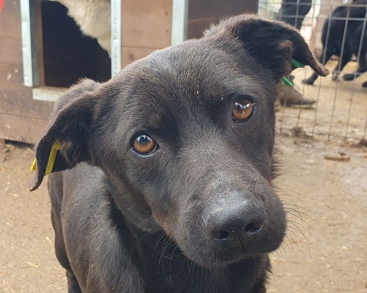 ♥THEO♥ hübscher, ganz lieber kleiner Rüde, der lieber helle Fellfarbe hätte 38 cm