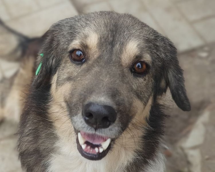 ♥TWIX♥ zuckersüßer, sanfter, charmanter, verspielter Gute-Laune-Hund 39 cm