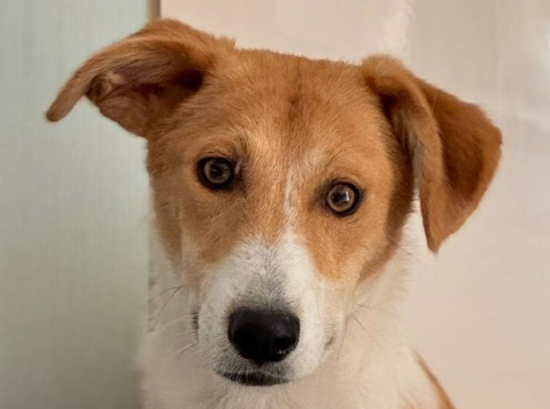 ♥JIMMY♥ auf Pflegestelle bei Duisburg - bezaubernder, verschmuster Junior 39 cm